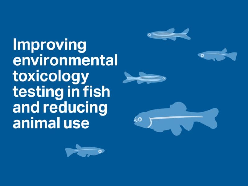 OECD to Develop New VTG Guidance to Minimise Fish Use in Environmental Toxicology Testing