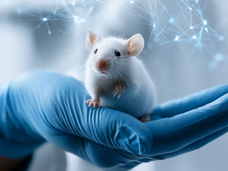 [技術平台] 德國歌德大學與馬堡大學合作開發 genESOM：生成式 AI 幫助探索性研究動物減量