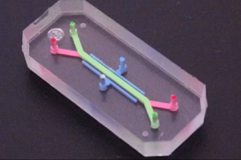 [技術平台] 哈佛大學Wyss研究所運用器官晶片技術解析發炎性腸道疾病 (IBD) 機制