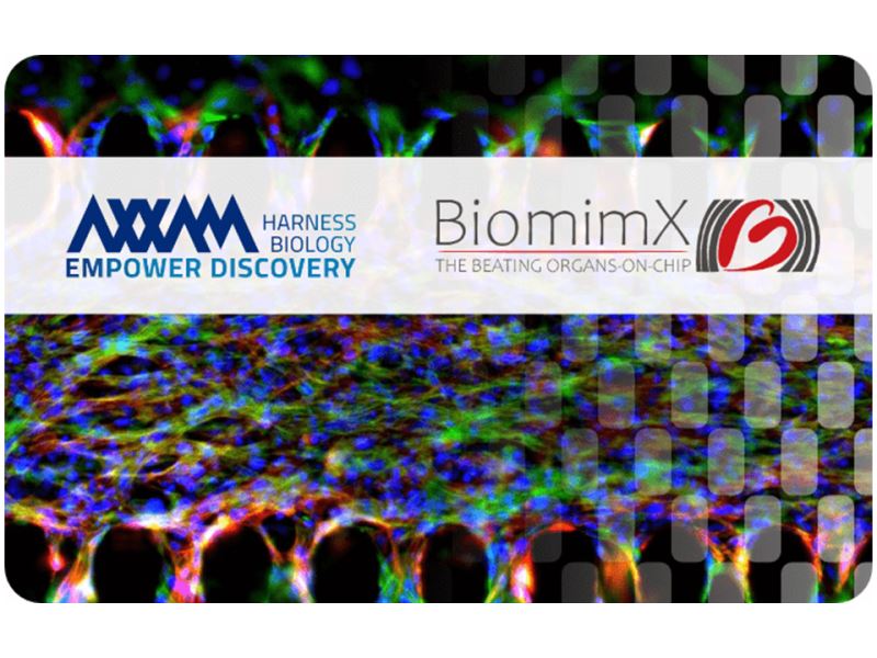 [產業動態] Axxam 串聯 BiomimX 微流體科技，聚焦 3D跳動「心臟晶片」於臨床前毒性預測
